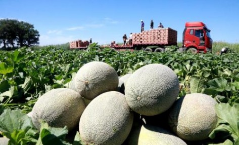 哈密瓜種植怎么施肥長(zhǎng)的好？用多不如用巧