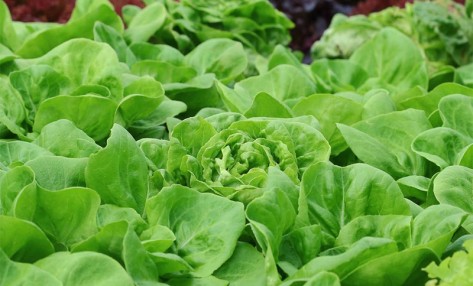 大量元素水溶肥灌溉需要注意哪些事項(xiàng)？